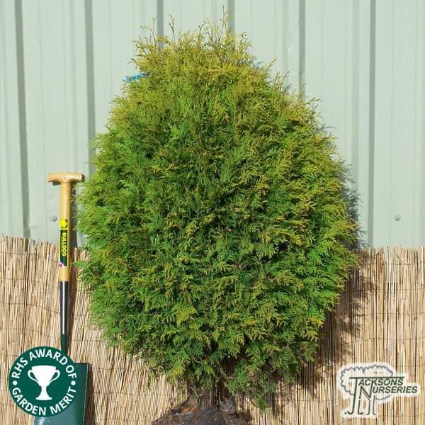 Buy Thuja occidentalis 'Golden Globe' online from Jacksons Nurseries